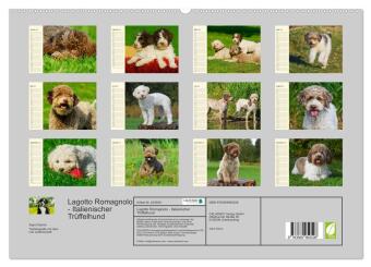 Lagotto Romagnolo - Italienischer Trüffelhund (hochwertiger Premium Wandkalender 2027 DIN A2 quer), Kunstdruck in Hochglanz