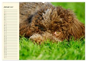 Lagotto Romagnolo - Italienischer Trüffelhund (hochwertiger Premium Wandkalender 2027 DIN A2 quer), Kunstdruck in Hochglanz