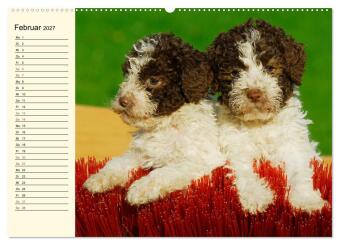 Lagotto Romagnolo - Italienischer Trüffelhund (hochwertiger Premium Wandkalender 2027 DIN A2 quer), Kunstdruck in Hochglanz