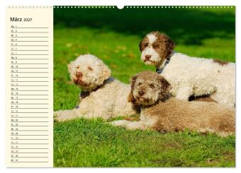 Lagotto Romagnolo - Italienischer Trüffelhund (hochwertiger Premium Wandkalender 2027 DIN A2 quer), Kunstdruck in Hochglanz