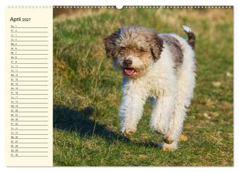 Lagotto Romagnolo - Italienischer Trüffelhund (hochwertiger Premium Wandkalender 2027 DIN A2 quer), Kunstdruck in Hochglanz
