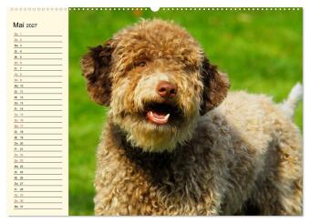 Lagotto Romagnolo - Italienischer Trüffelhund (hochwertiger Premium Wandkalender 2027 DIN A2 quer), Kunstdruck in Hochglanz
