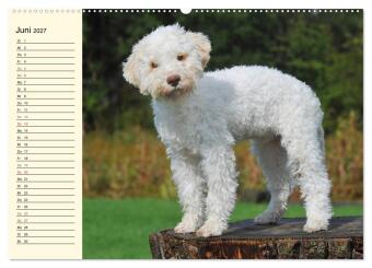 Lagotto Romagnolo - Italienischer Trüffelhund (hochwertiger Premium Wandkalender 2027 DIN A2 quer), Kunstdruck in Hochglanz