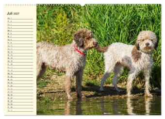 Lagotto Romagnolo - Italienischer Trüffelhund (hochwertiger Premium Wandkalender 2027 DIN A2 quer), Kunstdruck in Hochglanz