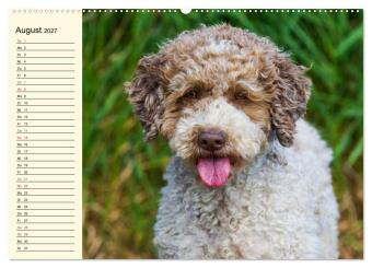 Lagotto Romagnolo - Italienischer Trüffelhund (hochwertiger Premium Wandkalender 2027 DIN A2 quer), Kunstdruck in Hochglanz