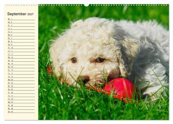 Lagotto Romagnolo - Italienischer Trüffelhund (hochwertiger Premium Wandkalender 2027 DIN A2 quer), Kunstdruck in Hochglanz