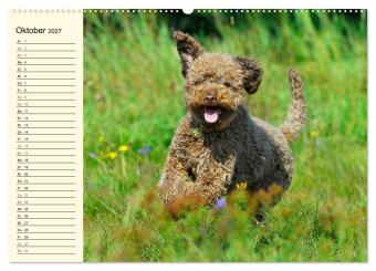 Lagotto Romagnolo - Italienischer Trüffelhund (hochwertiger Premium Wandkalender 2027 DIN A2 quer), Kunstdruck in Hochglanz