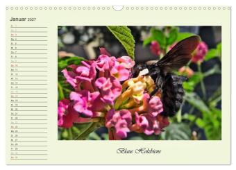 Blaue Holzbiene - Hummel - und Taubenschwänzchen. (Wandkalender 2027 DIN A3 quer), CALVENDO Monatskalender