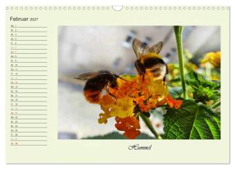 Blaue Holzbiene - Hummel - und Taubenschwänzchen. (Wandkalender 2027 DIN A3 quer), CALVENDO Monatskalender