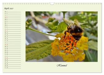 Blaue Holzbiene - Hummel - und Taubenschwänzchen. (Wandkalender 2027 DIN A3 quer), CALVENDO Monatskalender