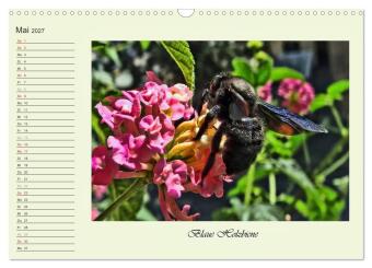 Blaue Holzbiene - Hummel - und Taubenschwänzchen. (Wandkalender 2027 DIN A3 quer), CALVENDO Monatskalender