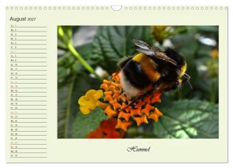 Blaue Holzbiene - Hummel - und Taubenschwänzchen. (Wandkalender 2027 DIN A3 quer), CALVENDO Monatskalender