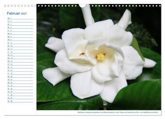 Südsee-Insel Mo'orea (Wandkalender 2027 DIN A3 quer), CALVENDO Monatskalender