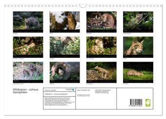 Wildkatzen - scheue Samtpfoten (Wandkalender 2027 DIN A3 quer), CALVENDO Monatskalender