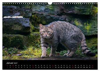 Wildkatzen - scheue Samtpfoten (Wandkalender 2027 DIN A3 quer), CALVENDO Monatskalender
