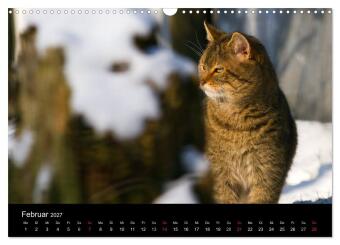Wildkatzen - scheue Samtpfoten (Wandkalender 2027 DIN A3 quer), CALVENDO Monatskalender
