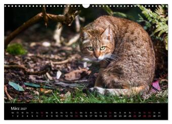 Wildkatzen - scheue Samtpfoten (Wandkalender 2027 DIN A3 quer), CALVENDO Monatskalender