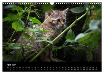 Wildkatzen - scheue Samtpfoten (Wandkalender 2027 DIN A3 quer), CALVENDO Monatskalender