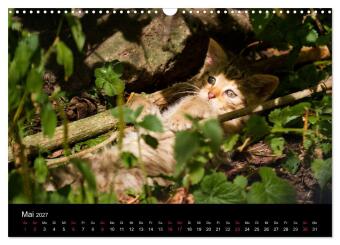Wildkatzen - scheue Samtpfoten (Wandkalender 2027 DIN A3 quer), CALVENDO Monatskalender