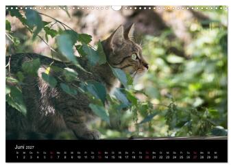 Wildkatzen - scheue Samtpfoten (Wandkalender 2027 DIN A3 quer), CALVENDO Monatskalender