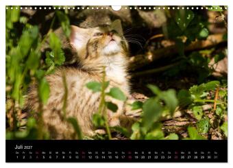Wildkatzen - scheue Samtpfoten (Wandkalender 2027 DIN A3 quer), CALVENDO Monatskalender