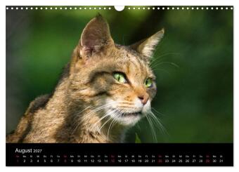 Wildkatzen - scheue Samtpfoten (Wandkalender 2027 DIN A3 quer), CALVENDO Monatskalender