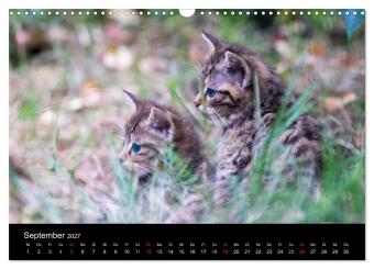 Wildkatzen - scheue Samtpfoten (Wandkalender 2027 DIN A3 quer), CALVENDO Monatskalender