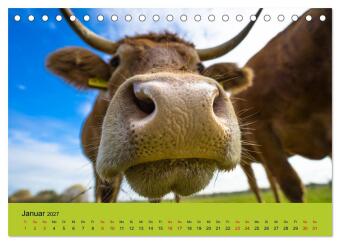 Kuhckst du? (Tischkalender 2027 DIN A5 quer), CALVENDO Monatskalender