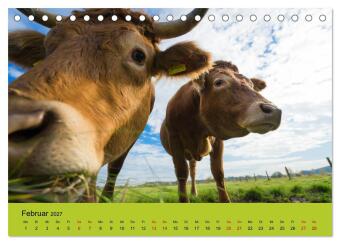 Kuhckst du? (Tischkalender 2027 DIN A5 quer), CALVENDO Monatskalender