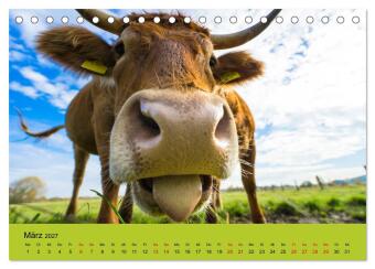 Kuhckst du? (Tischkalender 2027 DIN A5 quer), CALVENDO Monatskalender