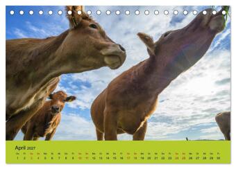 Kuhckst du? (Tischkalender 2027 DIN A5 quer), CALVENDO Monatskalender