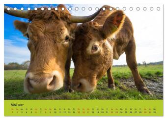 Kuhckst du? (Tischkalender 2027 DIN A5 quer), CALVENDO Monatskalender