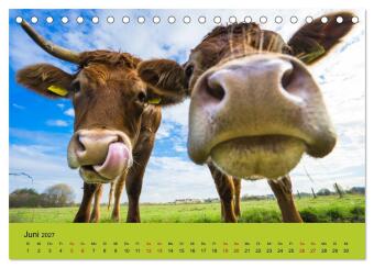Kuhckst du? (Tischkalender 2027 DIN A5 quer), CALVENDO Monatskalender