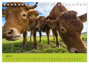 Kuhckst du? (Tischkalender 2027 DIN A5 quer), CALVENDO Monatskalender