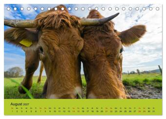 Kuhckst du? (Tischkalender 2027 DIN A5 quer), CALVENDO Monatskalender