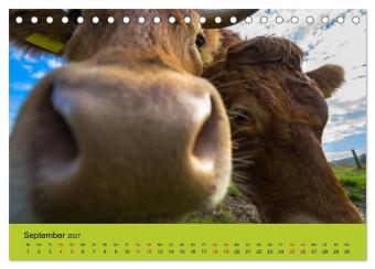 Kuhckst du? (Tischkalender 2027 DIN A5 quer), CALVENDO Monatskalender