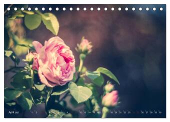 Die Welt der Alten Rosen (Tischkalender 2027 DIN A5 quer), CALVENDO Monatskalender