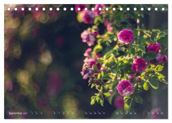Die Welt der Alten Rosen (Tischkalender 2027 DIN A5 quer), CALVENDO Monatskalender
