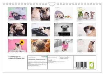 Lillie Mopsgetier - mopsfidel durchs Jahr (Wandkalender 2027 DIN A4 quer), CALVENDO Monatskalender