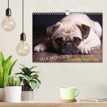 Lillie Mopsgetier - mopsfidel durchs Jahr (Wandkalender 2027 DIN A4 quer), CALVENDO Monatskalender