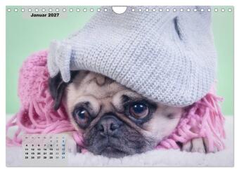 Lillie Mopsgetier - mopsfidel durchs Jahr (Wandkalender 2027 DIN A4 quer), CALVENDO Monatskalender
