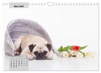 Lillie Mopsgetier - mopsfidel durchs Jahr (Wandkalender 2027 DIN A4 quer), CALVENDO Monatskalender