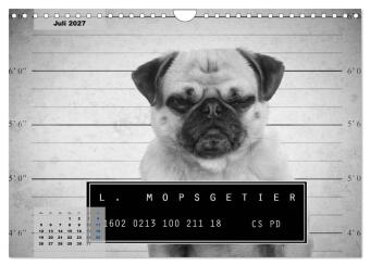 Lillie Mopsgetier - mopsfidel durchs Jahr (Wandkalender 2027 DIN A4 quer), CALVENDO Monatskalender