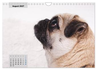 Lillie Mopsgetier - mopsfidel durchs Jahr (Wandkalender 2027 DIN A4 quer), CALVENDO Monatskalender