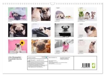 Lillie Mopsgetier - mopsfidel durchs Jahr (Wandkalender 2027 DIN A3 quer), CALVENDO Monatskalender