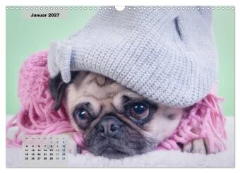 Lillie Mopsgetier - mopsfidel durchs Jahr (Wandkalender 2027 DIN A3 quer), CALVENDO Monatskalender