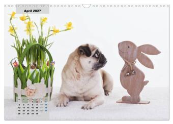 Lillie Mopsgetier - mopsfidel durchs Jahr (Wandkalender 2027 DIN A3 quer), CALVENDO Monatskalender