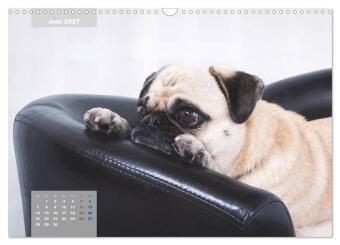 Lillie Mopsgetier - mopsfidel durchs Jahr (Wandkalender 2027 DIN A3 quer), CALVENDO Monatskalender