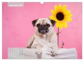 Lillie Mopsgetier - mopsfidel durchs Jahr (Wandkalender 2027 DIN A3 quer), CALVENDO Monatskalender