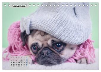 Lillie Mopsgetier - mopsfidel durchs Jahr (Tischkalender 2027 DIN A5 quer), CALVENDO Monatskalender